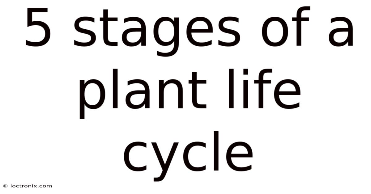 5 Stages Of A Plant Life Cycle