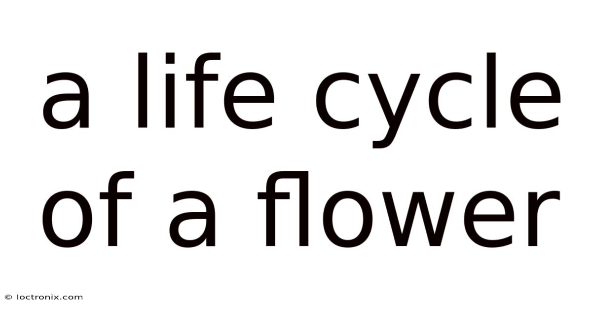 A Life Cycle Of A Flower