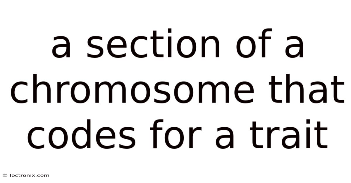 A Section Of A Chromosome That Codes For A Trait