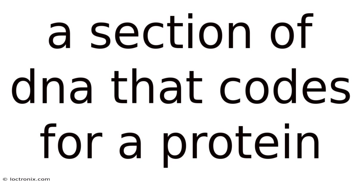 A Section Of Dna That Codes For A Protein