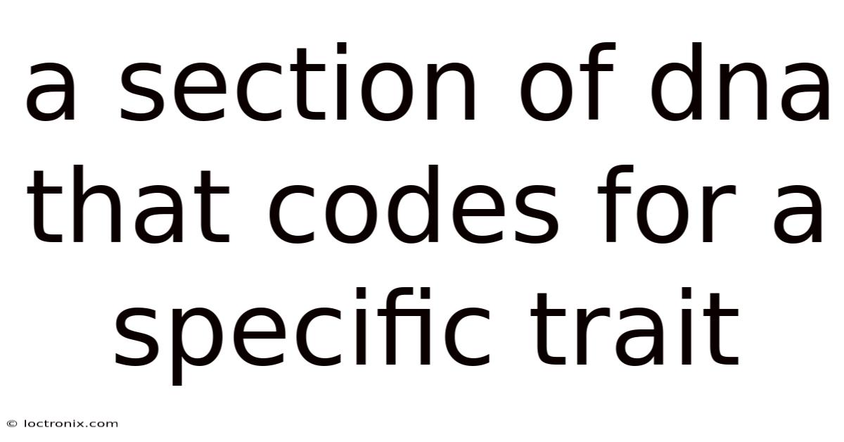 A Section Of Dna That Codes For A Specific Trait