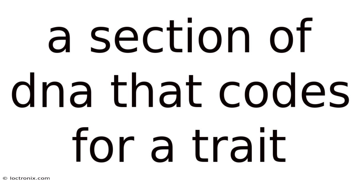 A Section Of Dna That Codes For A Trait
