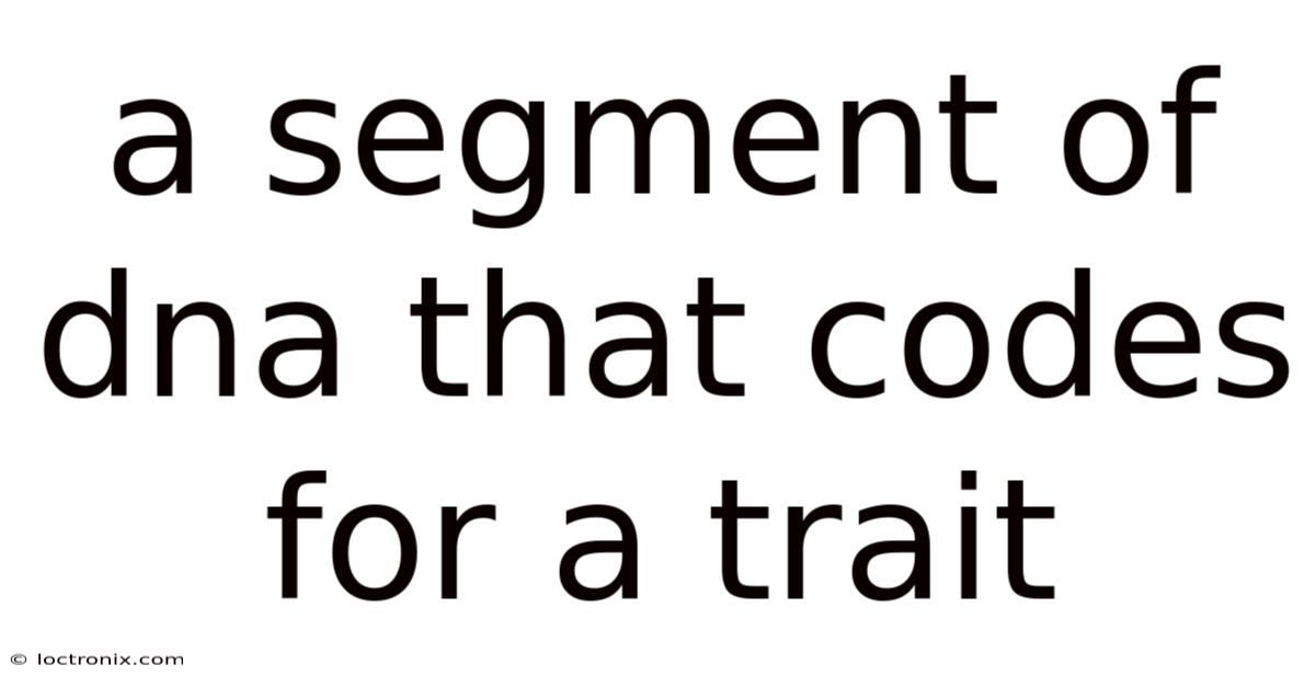 A Segment Of Dna That Codes For A Trait