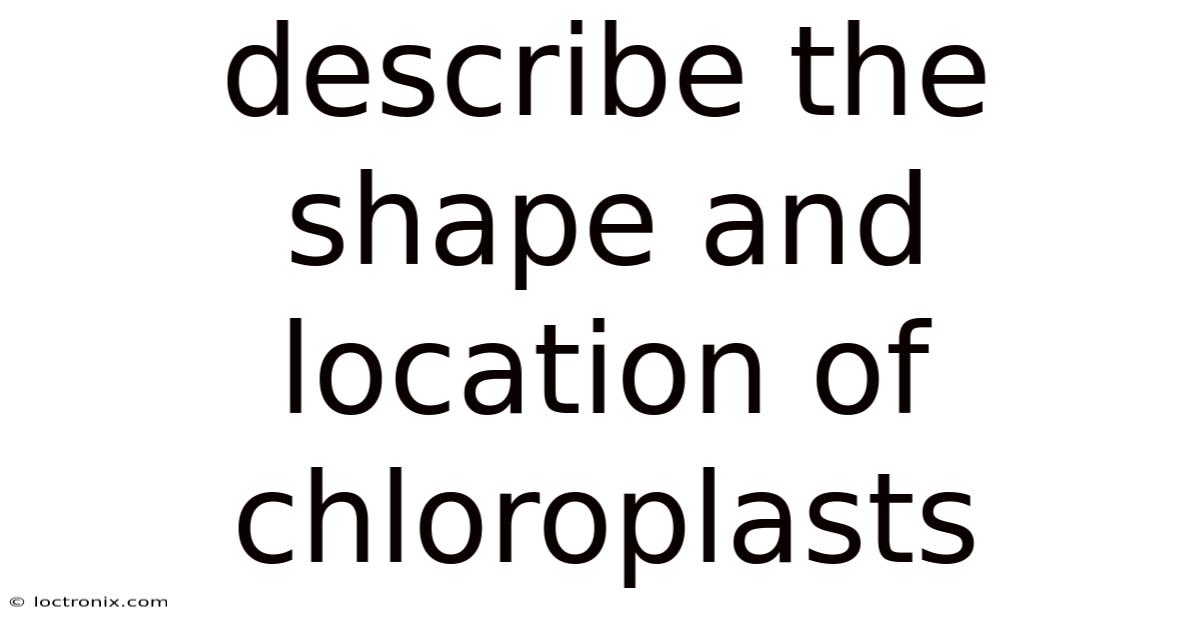 Describe The Shape And Location Of Chloroplasts