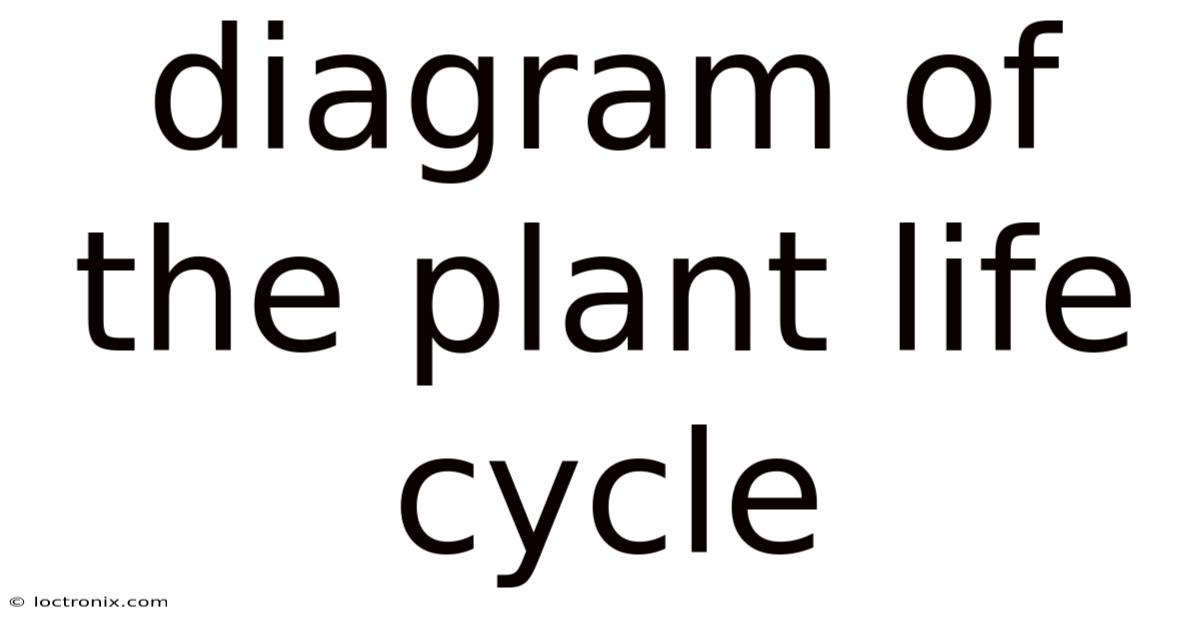 Diagram Of The Plant Life Cycle