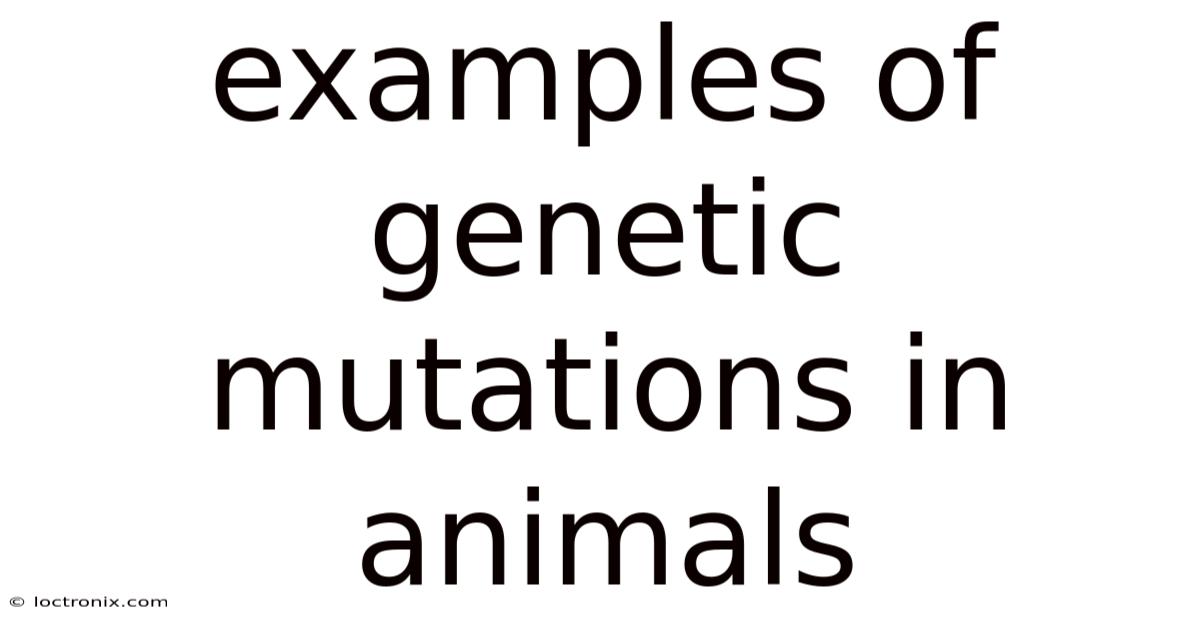 Examples Of Genetic Mutations In Animals