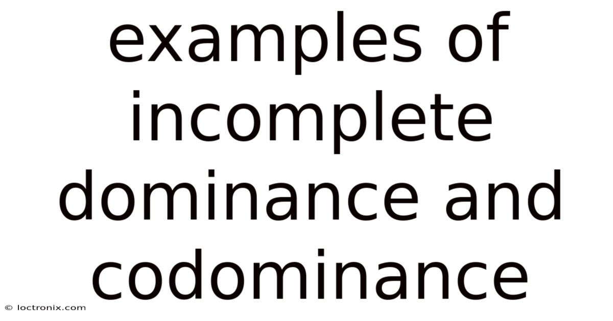 Examples Of Incomplete Dominance And Codominance