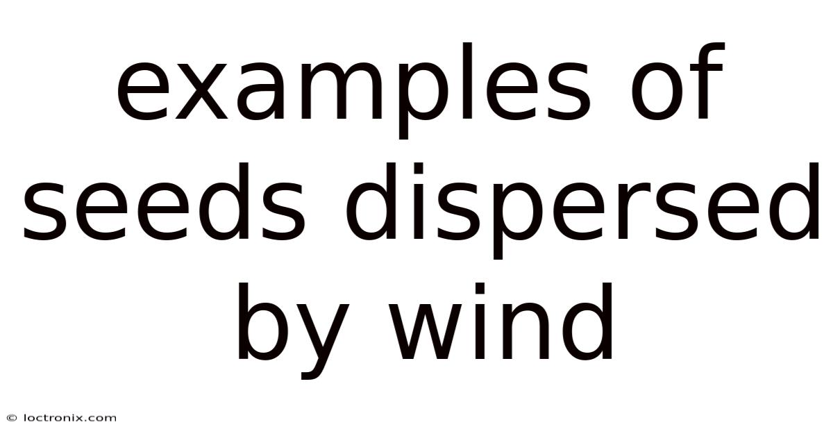 Examples Of Seeds Dispersed By Wind