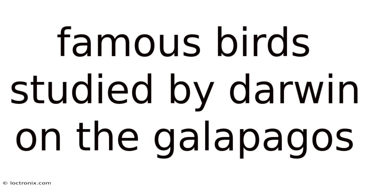Famous Birds Studied By Darwin On The Galapagos