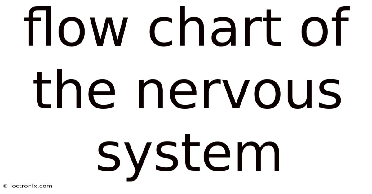 Flow Chart Of The Nervous System