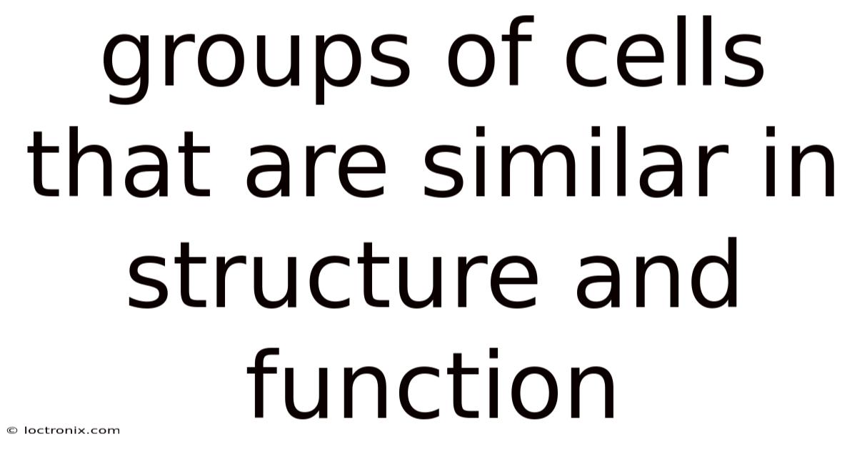Groups Of Cells That Are Similar In Structure And Function