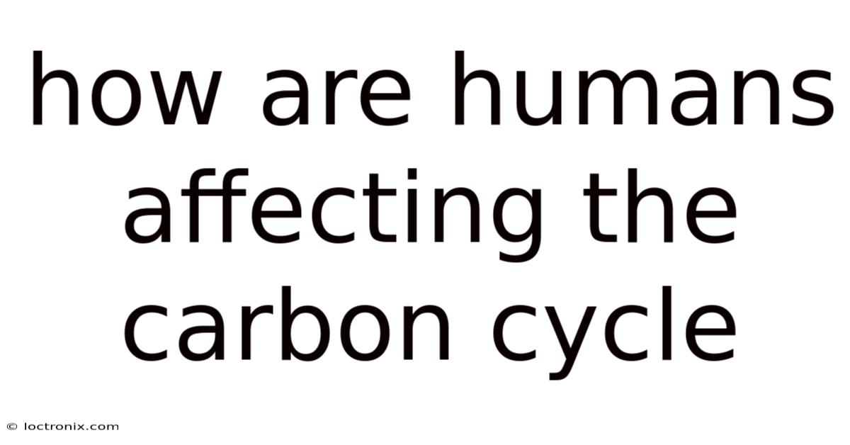 How Are Humans Affecting The Carbon Cycle