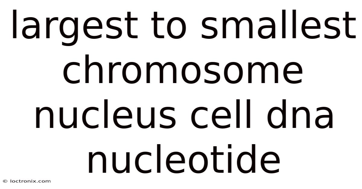 Largest To Smallest Chromosome Nucleus Cell Dna Nucleotide