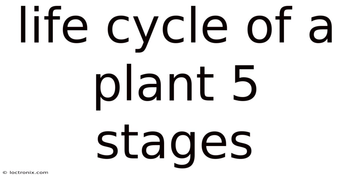 Life Cycle Of A Plant 5 Stages