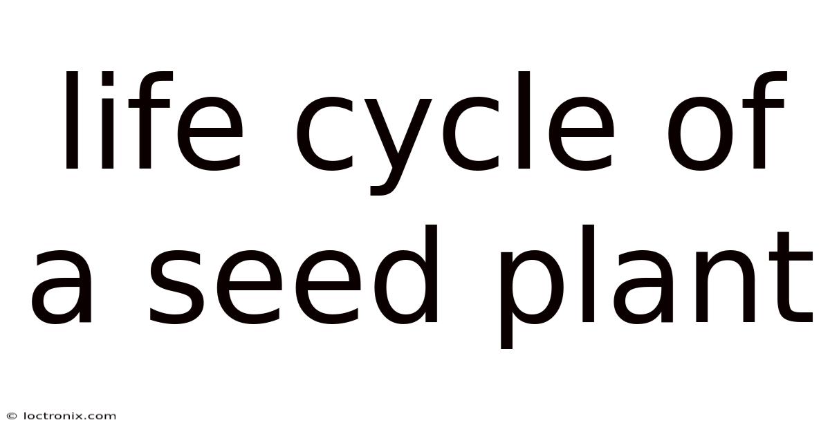 Life Cycle Of A Seed Plant