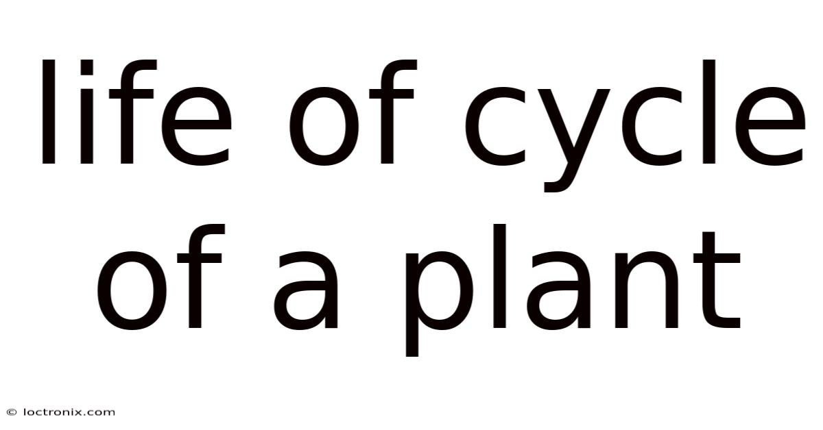 Life Of Cycle Of A Plant