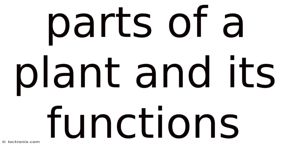 Parts Of A Plant And Its Functions