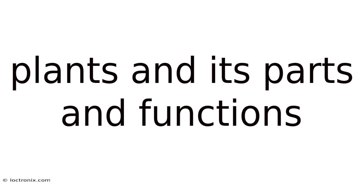 Plants And Its Parts And Functions