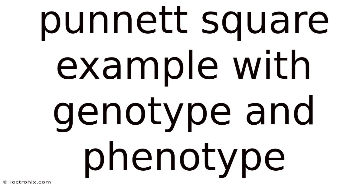 Punnett Square Example With Genotype And Phenotype
