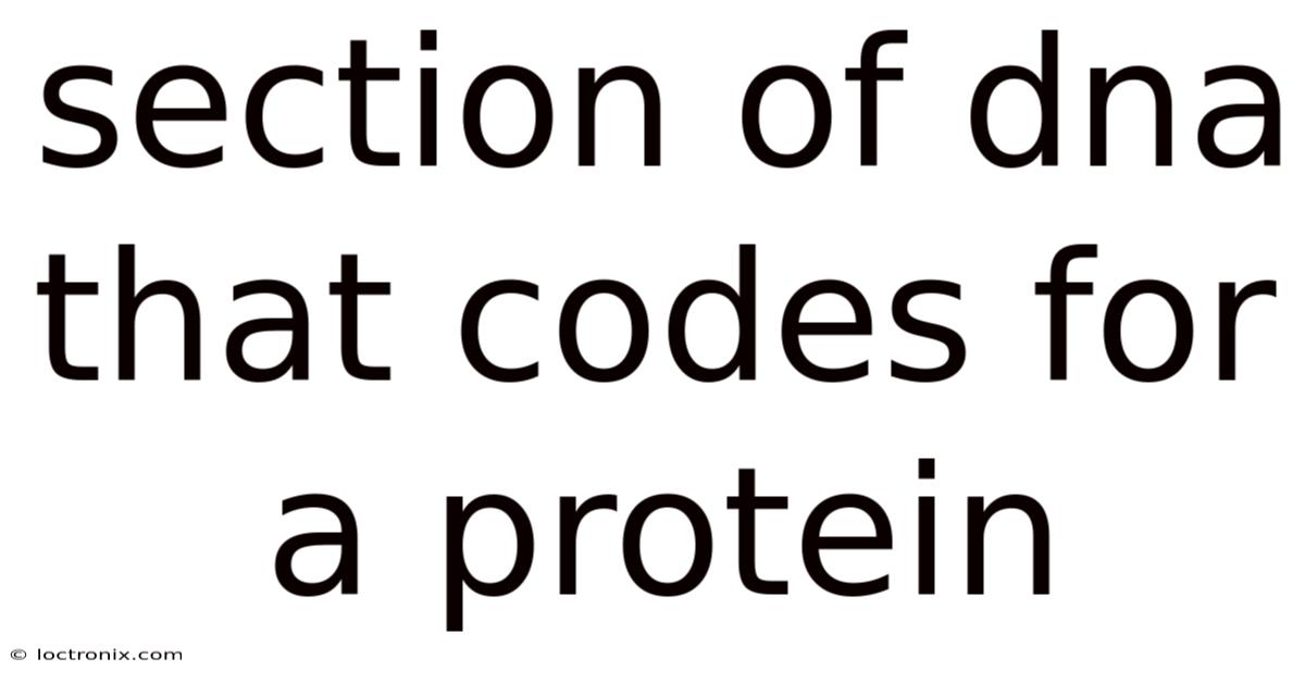Section Of Dna That Codes For A Protein