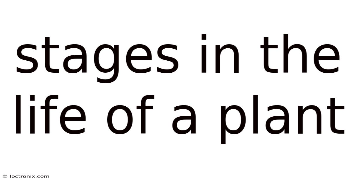 Stages In The Life Of A Plant