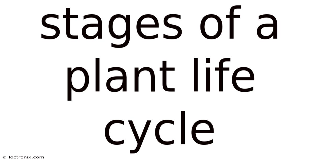 Stages Of A Plant Life Cycle