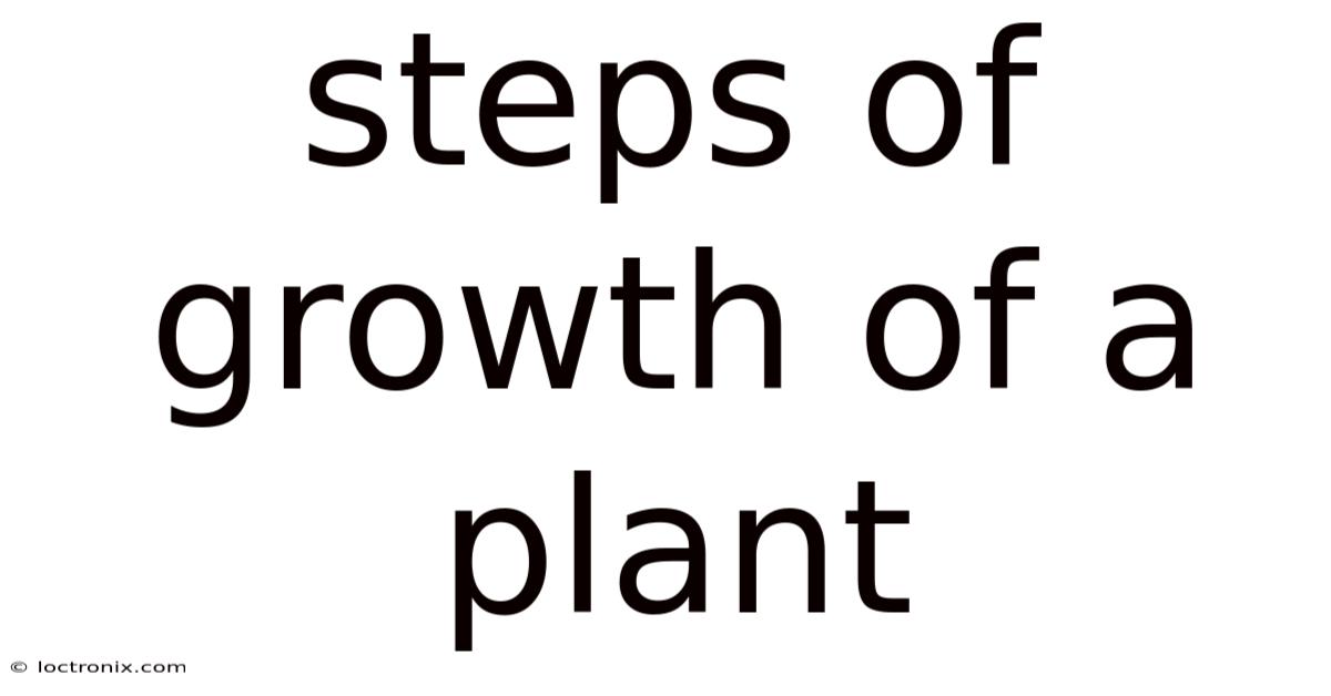 Steps Of Growth Of A Plant
