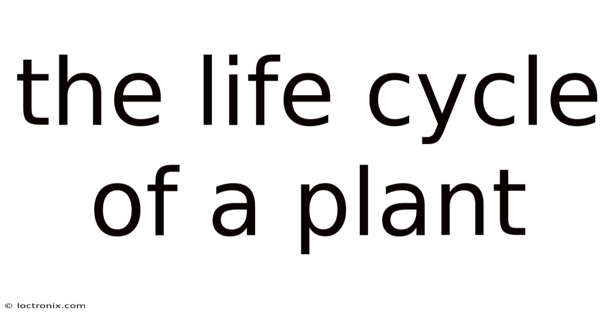 The Life Cycle Of A Plant
