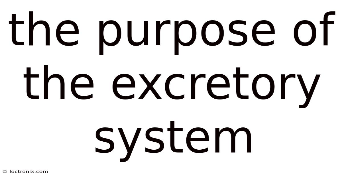 The Purpose Of The Excretory System