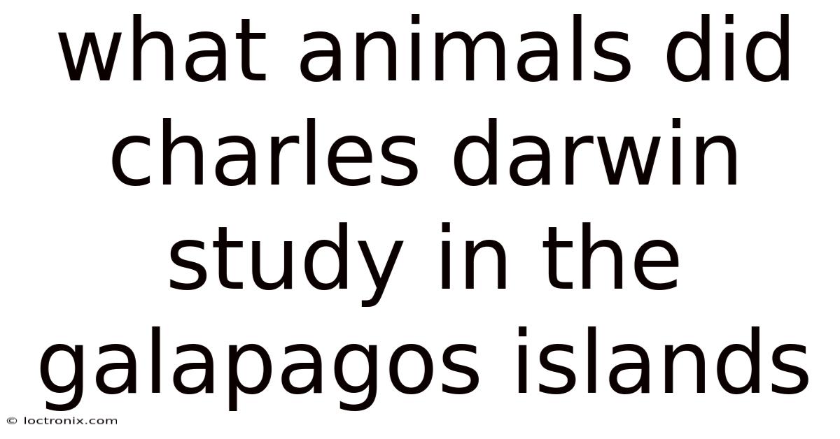 What Animals Did Charles Darwin Study In The Galapagos Islands
