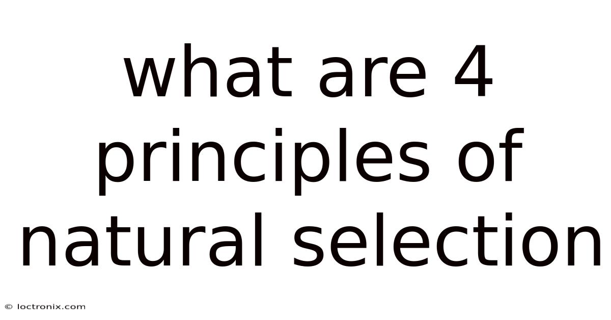 What Are 4 Principles Of Natural Selection