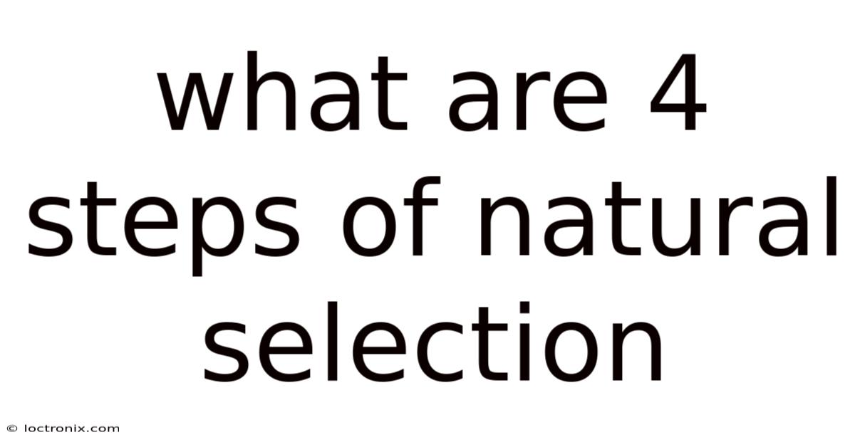 What Are 4 Steps Of Natural Selection