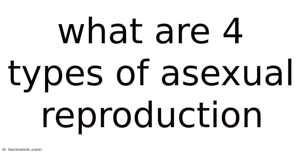 What Are 4 Types Of Asexual Reproduction