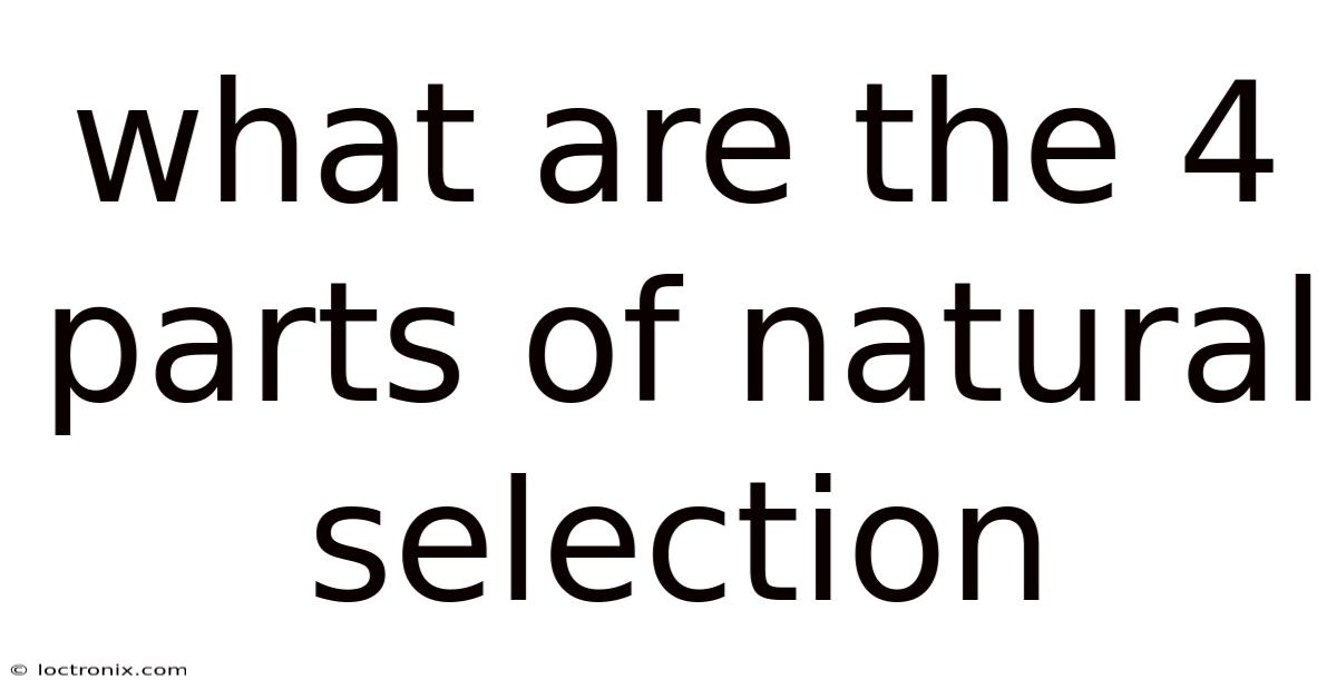 What Are The 4 Parts Of Natural Selection