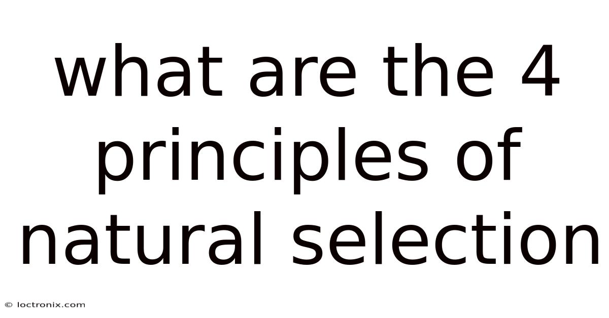 What Are The 4 Principles Of Natural Selection
