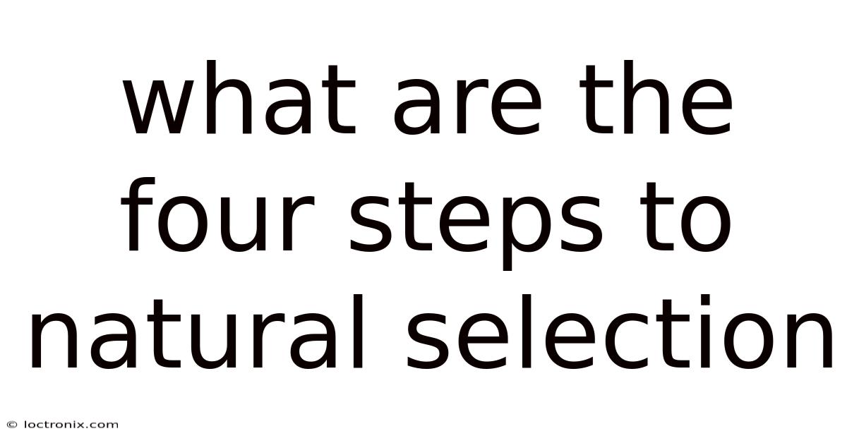 What Are The Four Steps To Natural Selection
