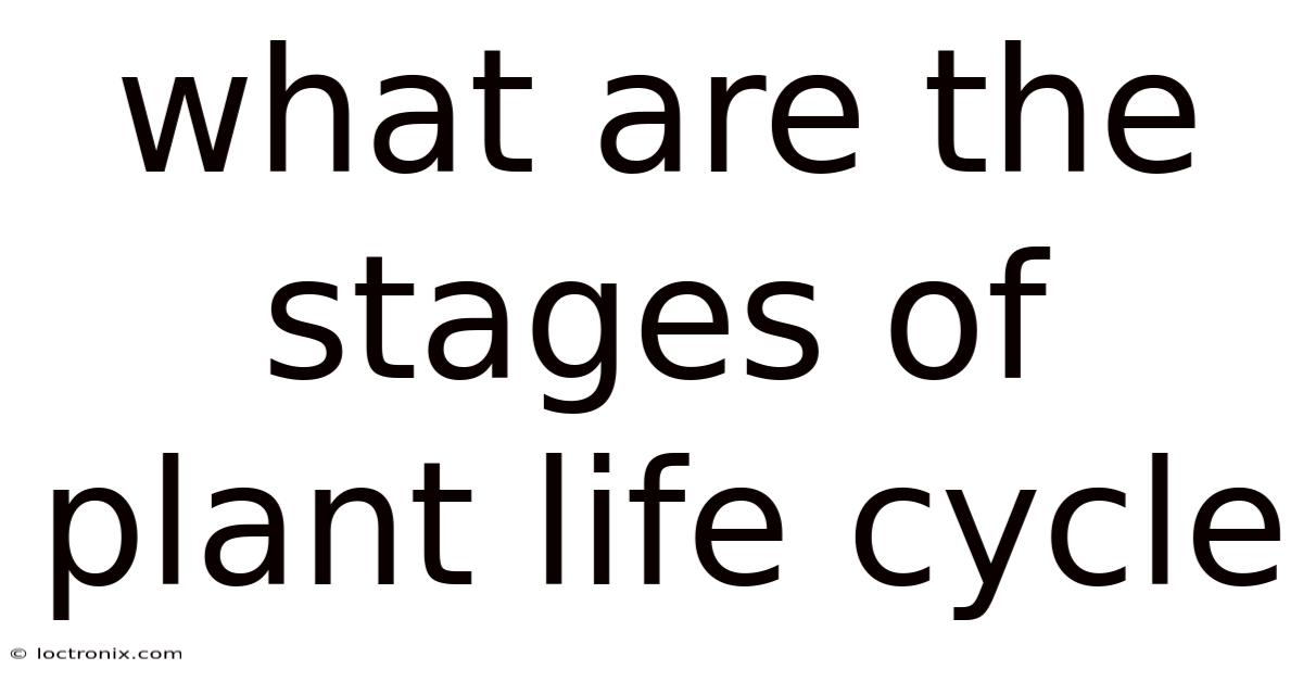 What Are The Stages Of Plant Life Cycle