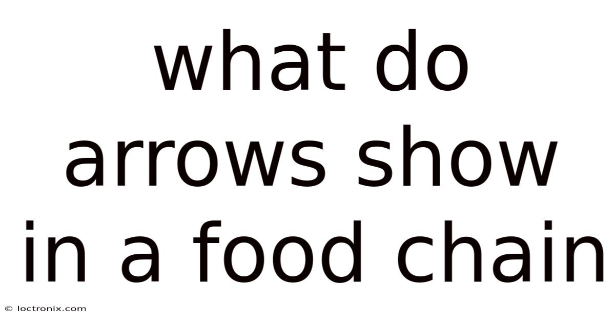 What Do Arrows Show In A Food Chain