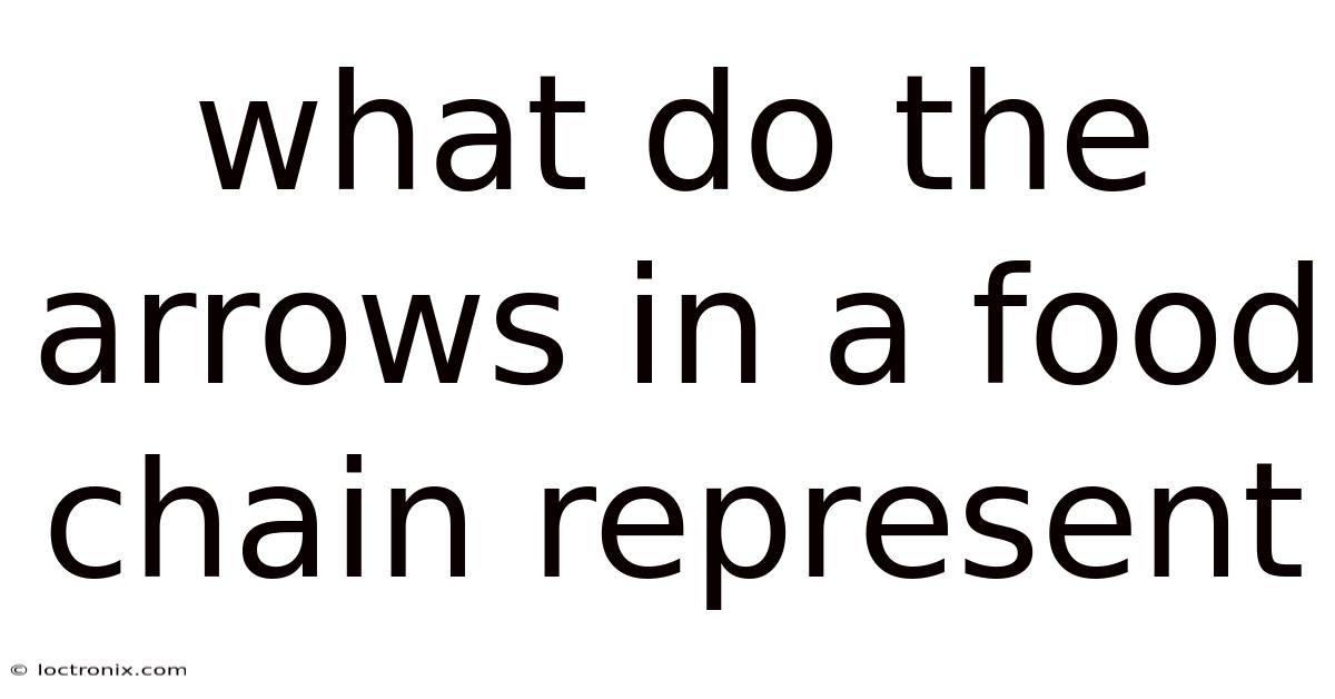What Do The Arrows In A Food Chain Represent