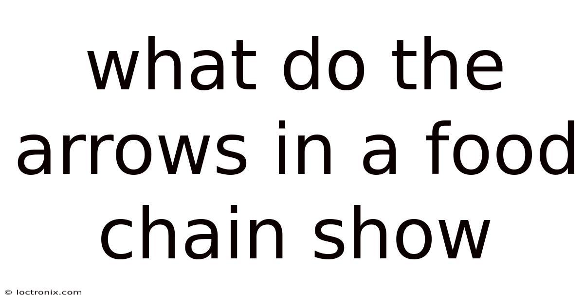 What Do The Arrows In A Food Chain Show