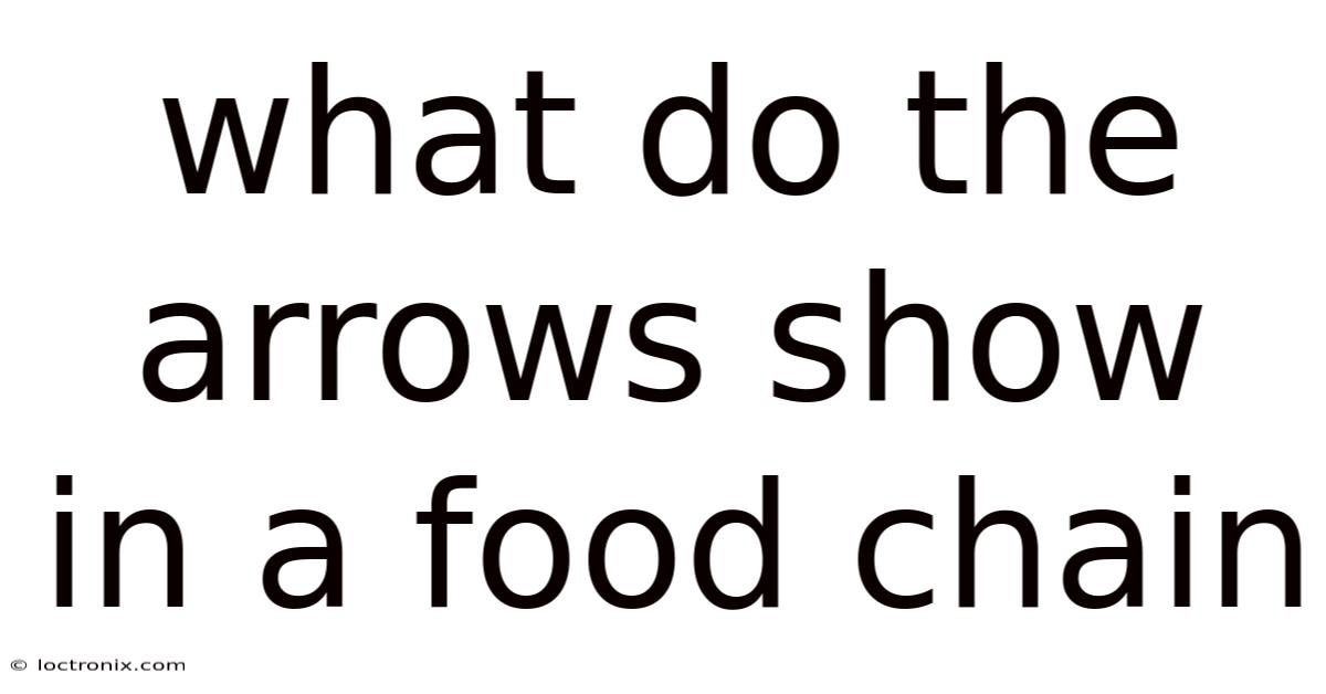 What Do The Arrows Show In A Food Chain