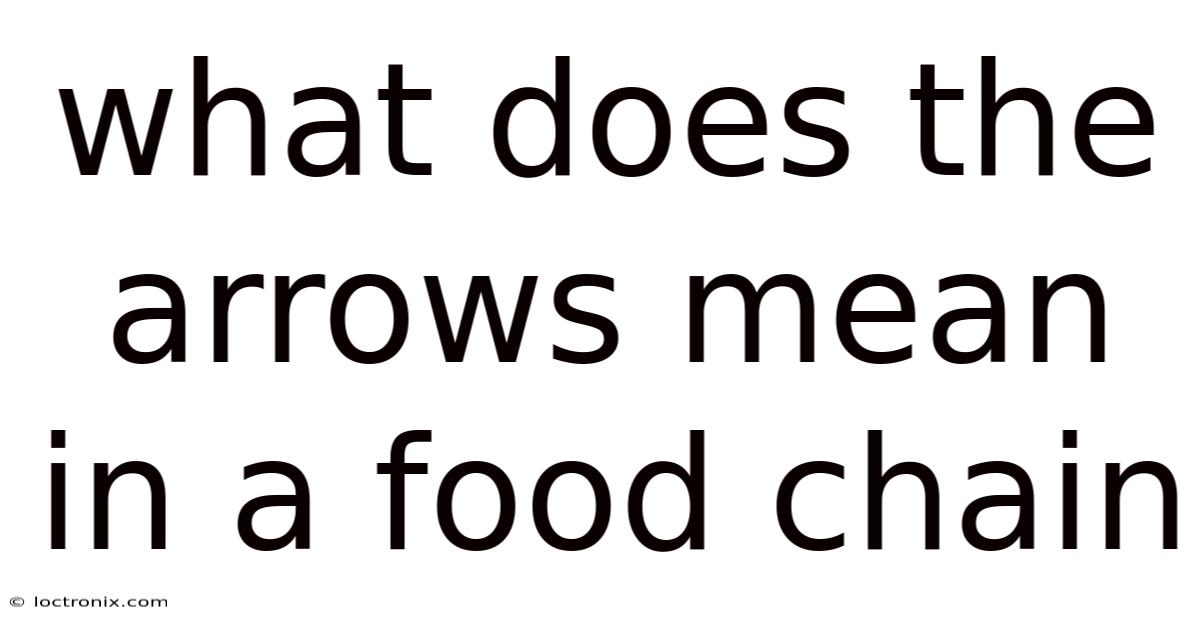 What Does The Arrows Mean In A Food Chain