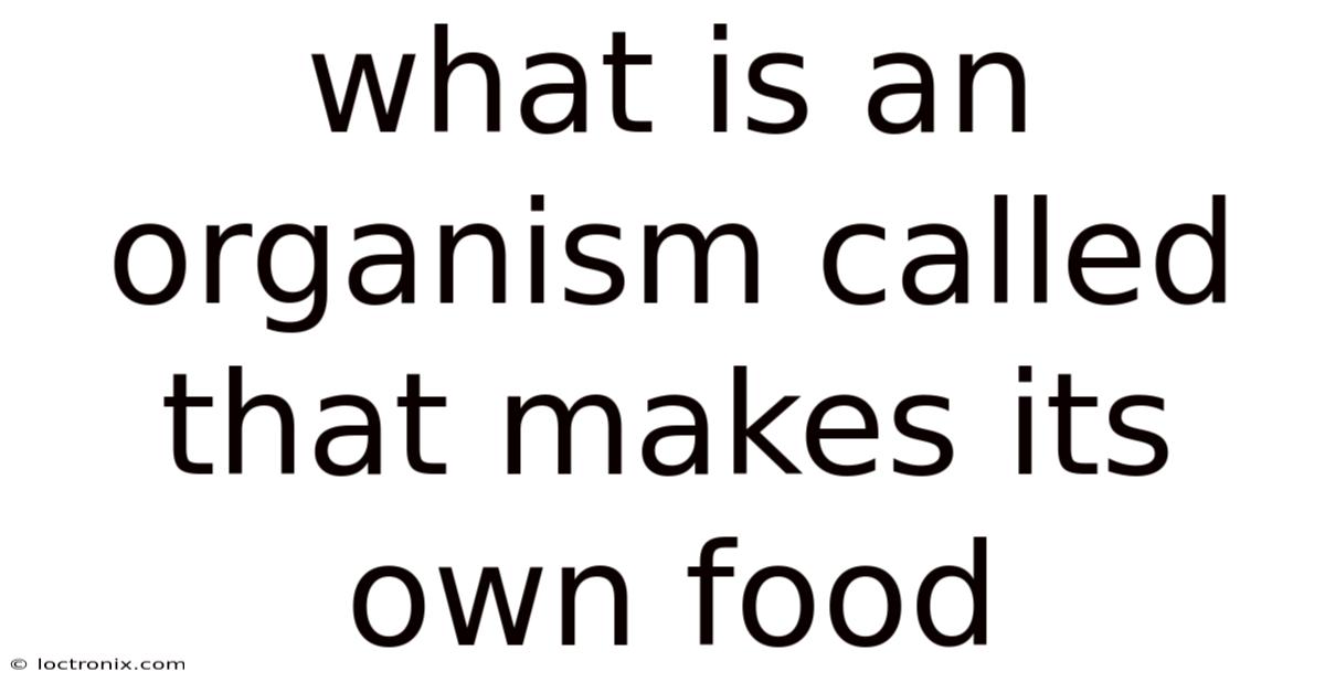 What Is An Organism Called That Makes Its Own Food