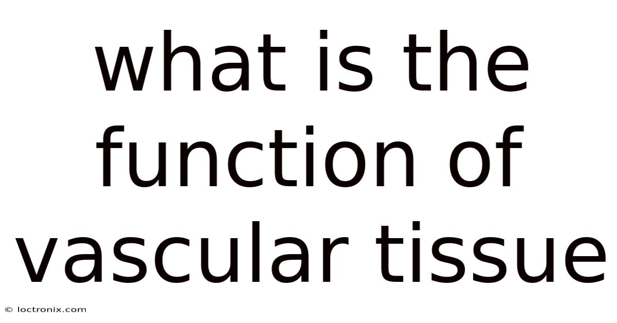 What Is The Function Of Vascular Tissue