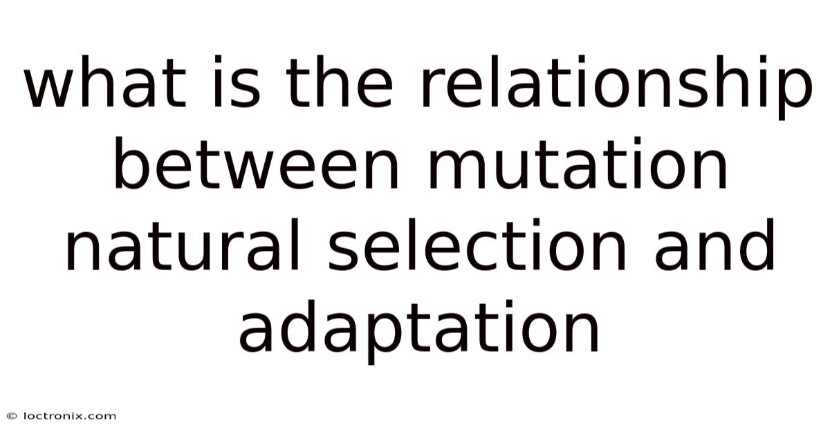 What Is The Relationship Between Mutation Natural Selection And Adaptation