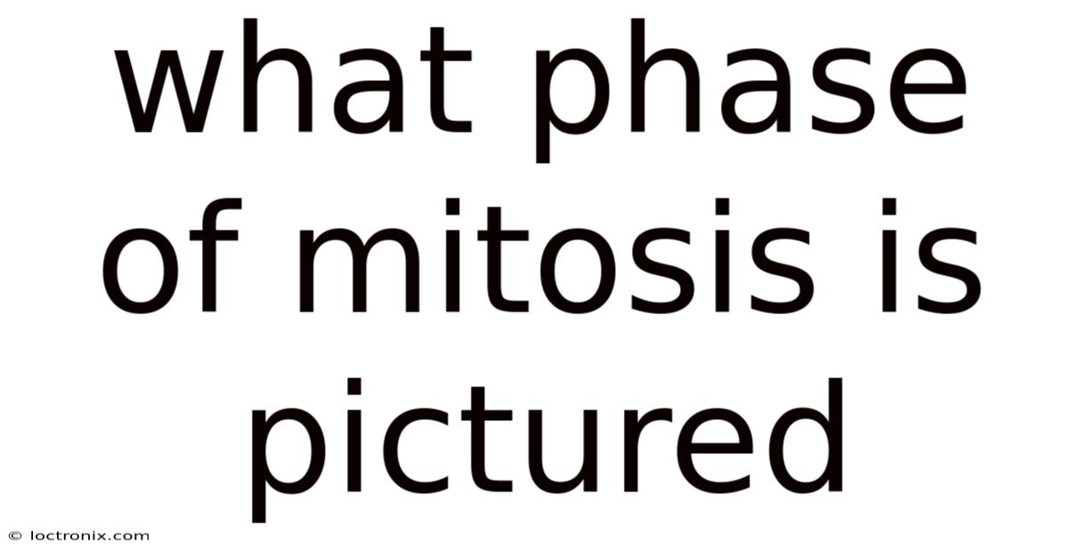 What Phase Of Mitosis Is Pictured