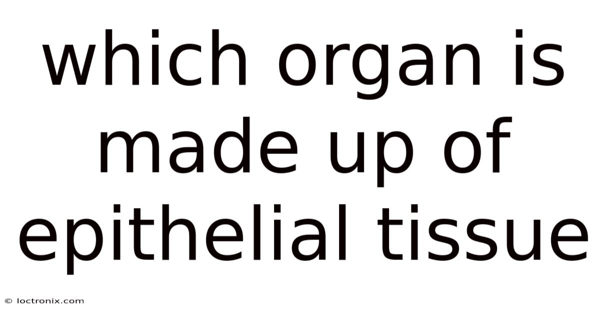 Which Organ Is Made Up Of Epithelial Tissue