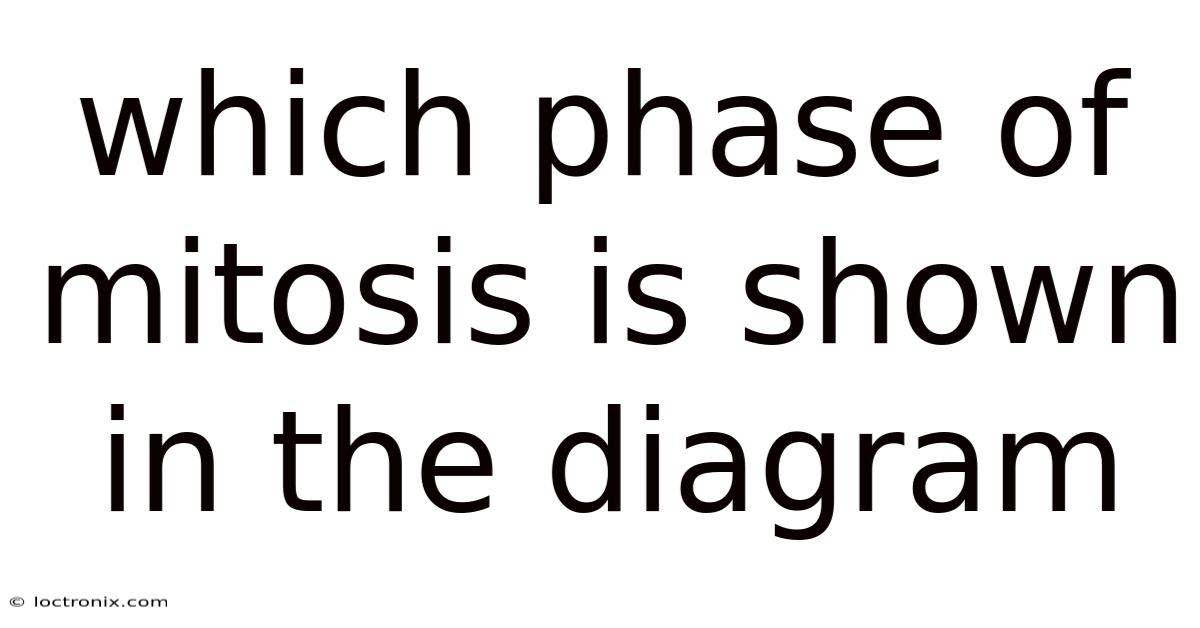 Which Phase Of Mitosis Is Shown In The Diagram