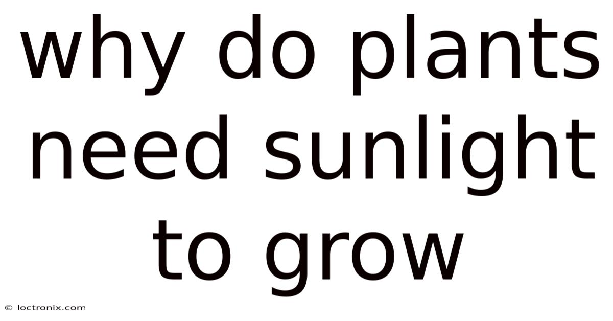 Why Do Plants Need Sunlight To Grow